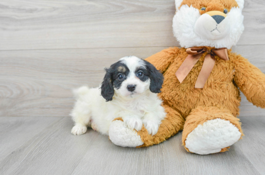 Cavapoo Puppy for Adoption