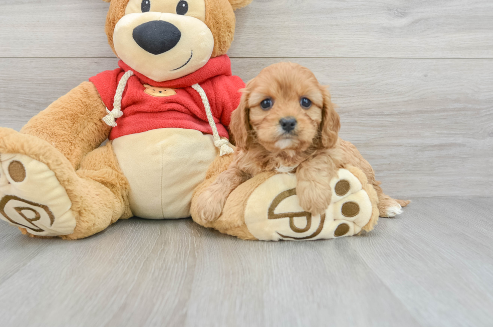 6 week old Cavapoo Puppy For Sale - Simply Southern Pups