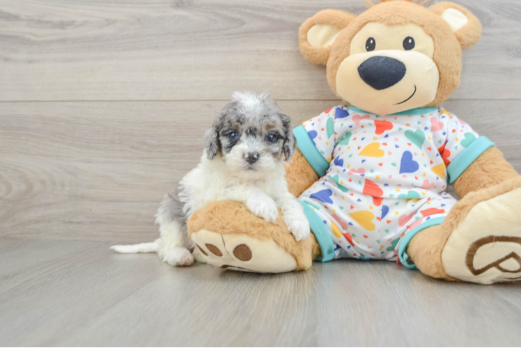 Playful Cavapoodle Poodle Mix Puppy