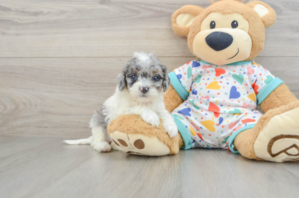 6 week old Cavapoo Puppy For Sale - Simply Southern Pups