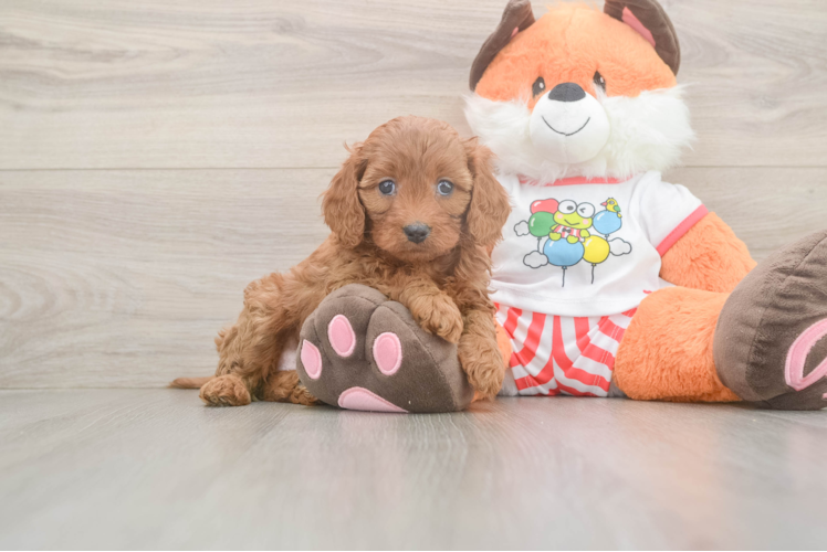 Fluffy Cavapoo Poodle Mix Pup