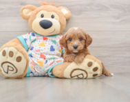 9 week old Cavapoo Puppy For Sale - Simply Southern Pups