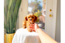 Cavapoo Puppy for Adoption