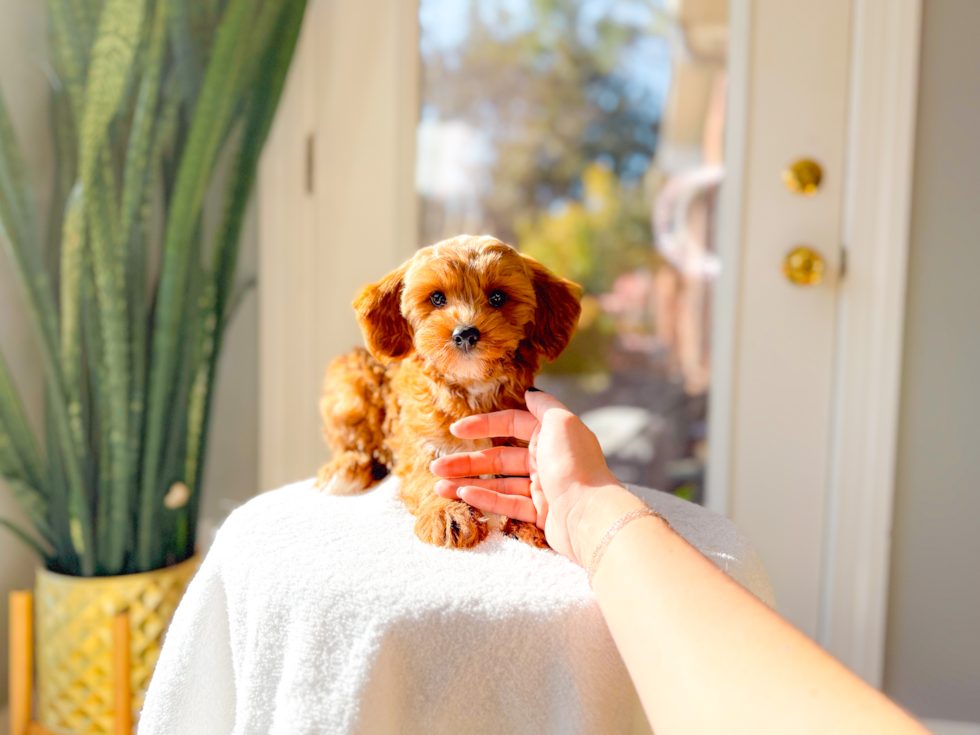 Cavapoo Puppy for Adoption