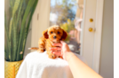 Cavapoo Puppy for Adoption