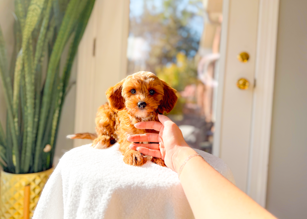 Cavapoo Puppy for Adoption