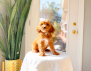 9 week old Cavapoo Puppy For Sale - Simply Southern Pups