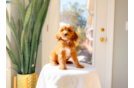 Cute Cavapoodle Poodle Mix Puppy
