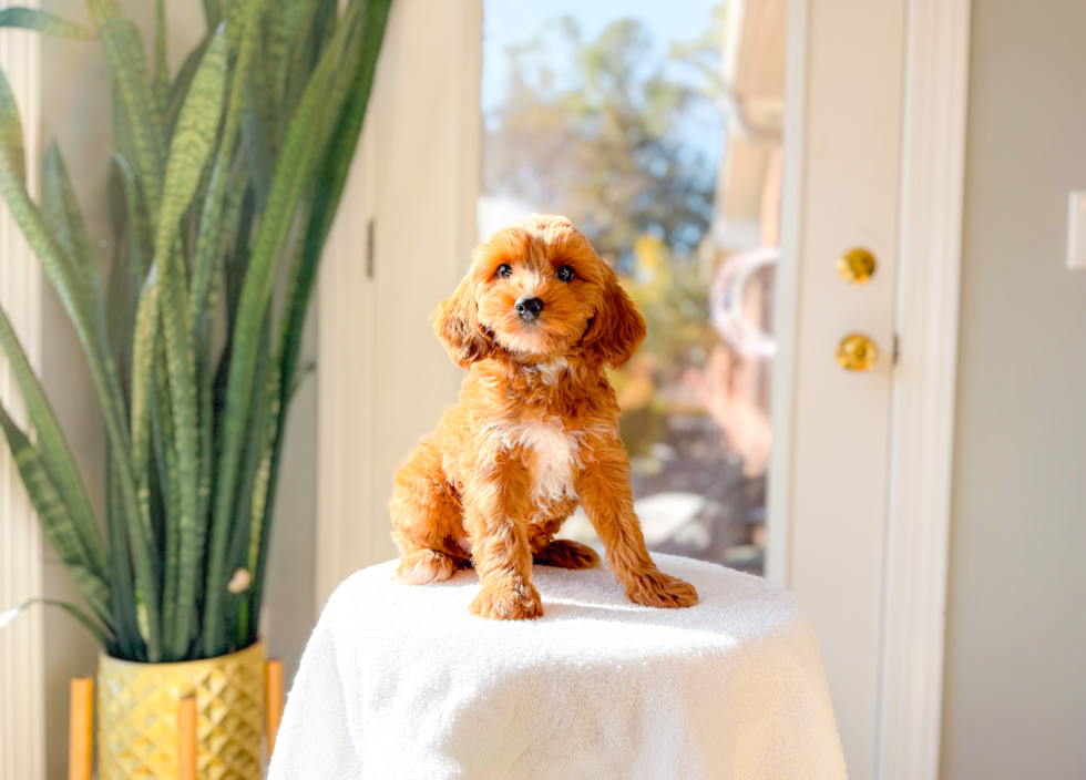 Cute Cavapoodle Poodle Mix Puppy