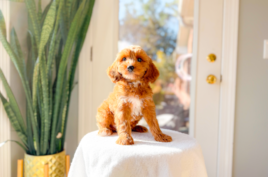 Cute Cavapoodle Poodle Mix Puppy