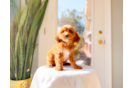 Cavapoo Pup Being Cute