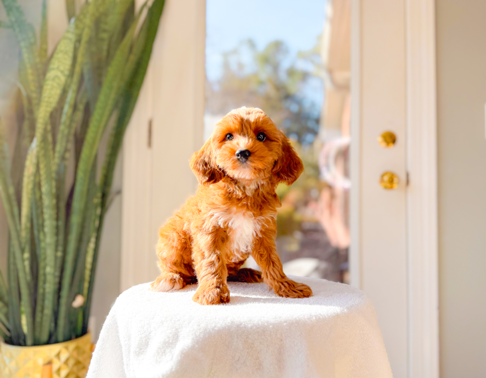 Cavapoo Pup Being Cute