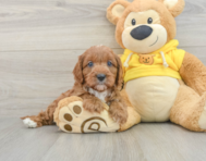 8 week old Cavapoo Puppy For Sale - Simply Southern Pups