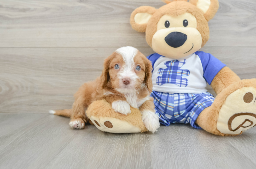 7 week old Cavapoo Puppy For Sale - Simply Southern Pups