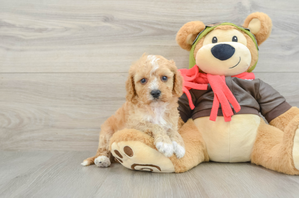 7 week old Cavapoo Puppy For Sale - Simply Southern Pups