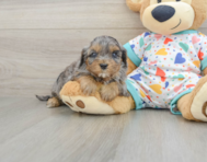 8 week old Cavapoo Puppy For Sale - Simply Southern Pups