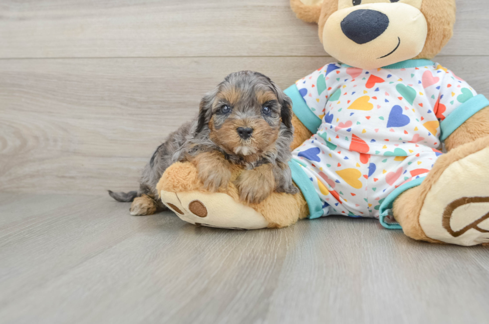 6 week old Cavapoo Puppy For Sale - Simply Southern Pups