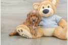 Best Cavapoo Baby