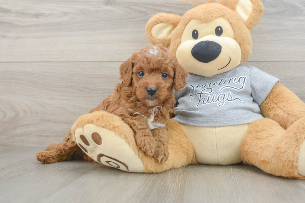 Best Cavapoo Baby