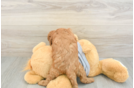 Cavapoo Pup Being Cute
