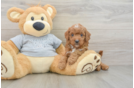 Cavapoo Puppy for Adoption