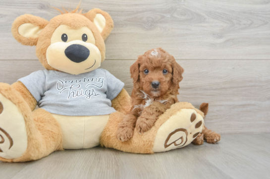 Cavapoo Puppy for Adoption