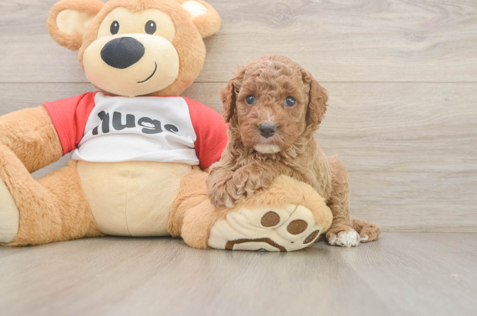 6 week old Cavapoo Puppy For Sale - Simply Southern Pups