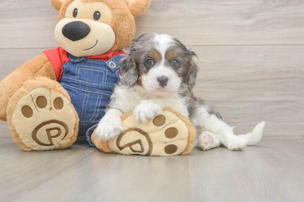 5 week old Cavapoo Puppy For Sale - Simply Southern Pups