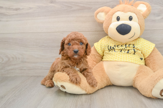 Best Cavapoo Baby