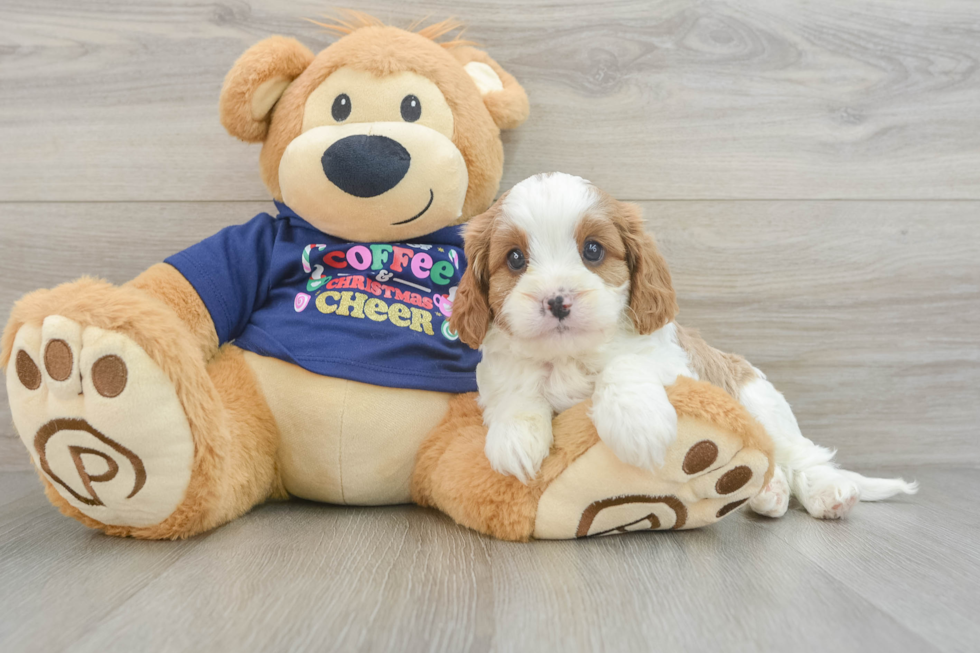 Cavapoo Pup Being Cute