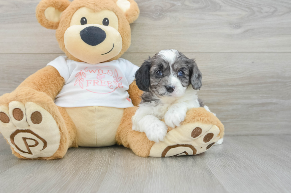 5 week old Cavapoo Puppy For Sale - Simply Southern Pups