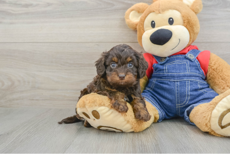 Cavapoo Puppy for Adoption