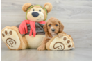 Friendly Cavapoo Baby