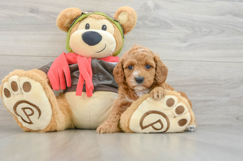 7 week old Cavapoo Puppy For Sale - Simply Southern Pups