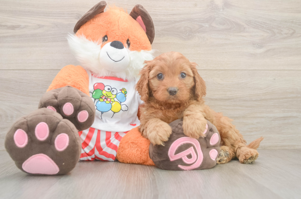 6 week old Cavapoo Puppy For Sale - Simply Southern Pups