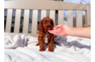 Cavapoo Puppy for Adoption