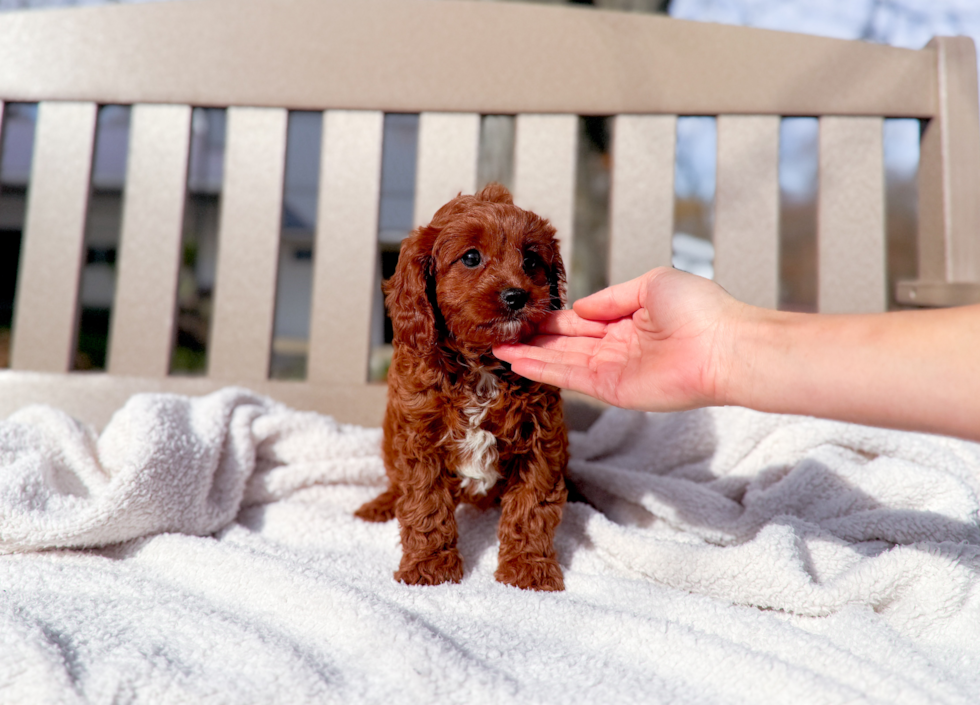 Cavapoo Puppy for Adoption