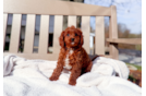 Cute Cavapoo Baby