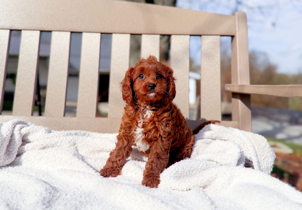 Cute Cavapoo Baby