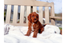 Cute Cavapoo Baby
