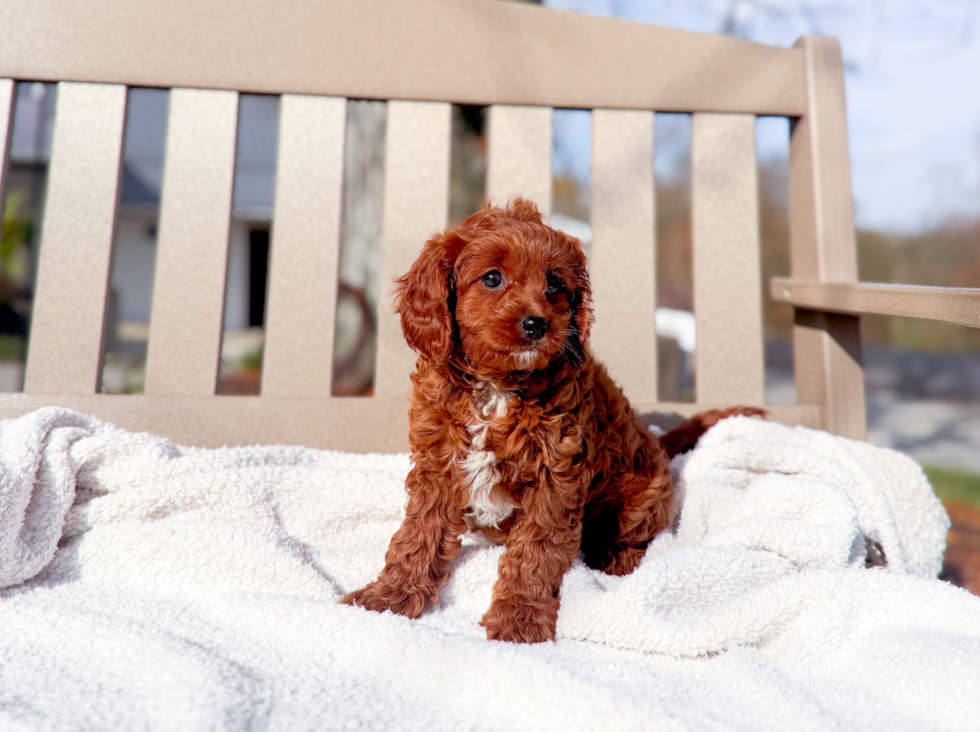 Cute Cavapoo Baby