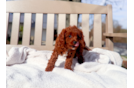 Best Cavapoo Baby