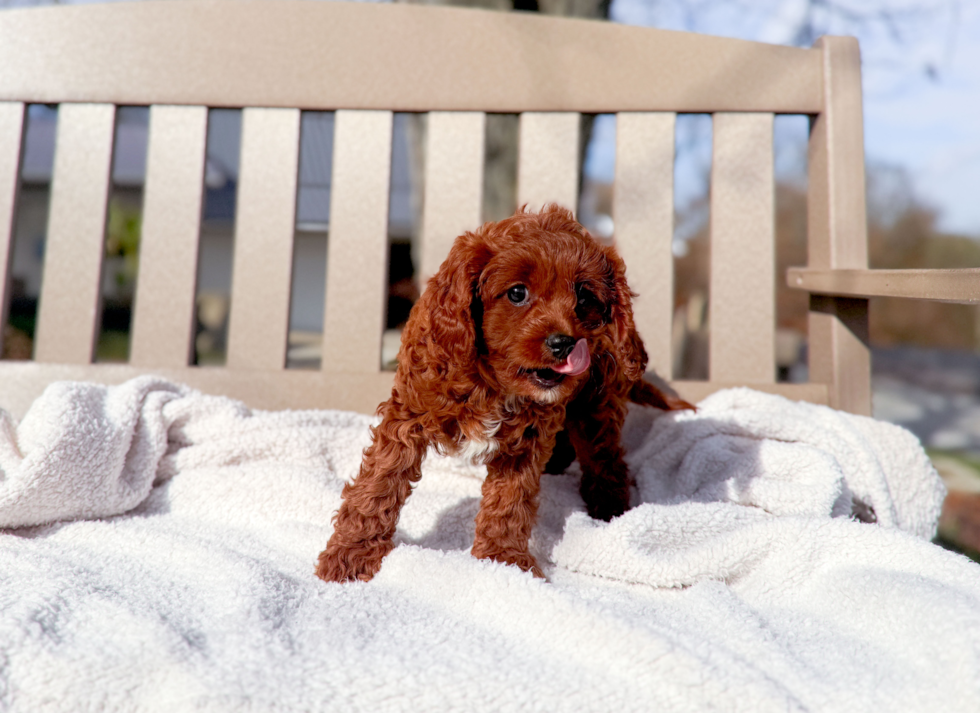 Best Cavapoo Baby