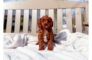Cute Cavapoo Poodle Mix Pup