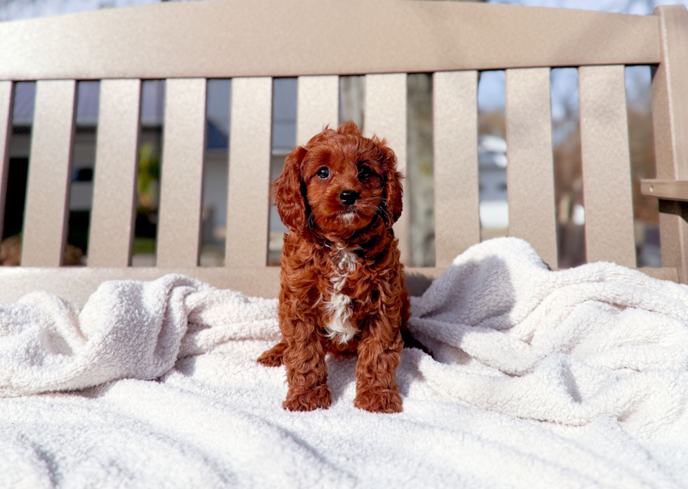 Cute Cavapoo Poodle Mix Pup