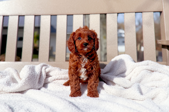 Cute Cavapoo Poodle Mix Pup