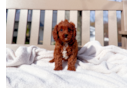 Cavapoo Puppy for Adoption