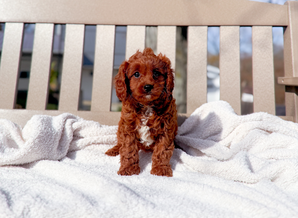 Cavapoo Puppy for Adoption