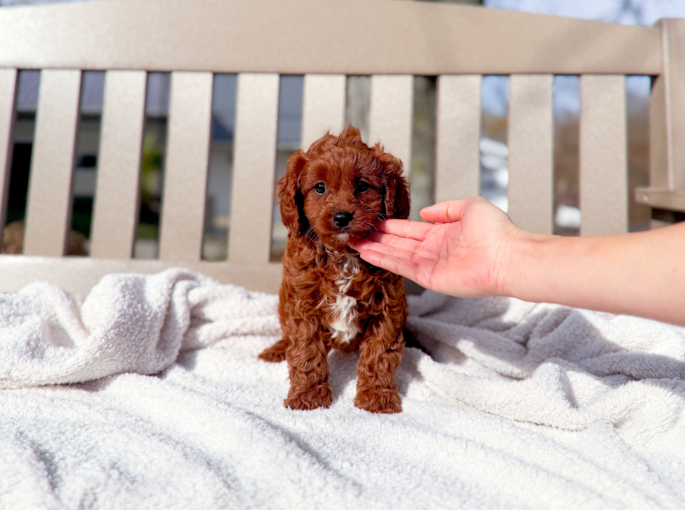 Cute Cavipoo Poodle Mix Puppy