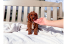 Cavapoo Puppy for Adoption